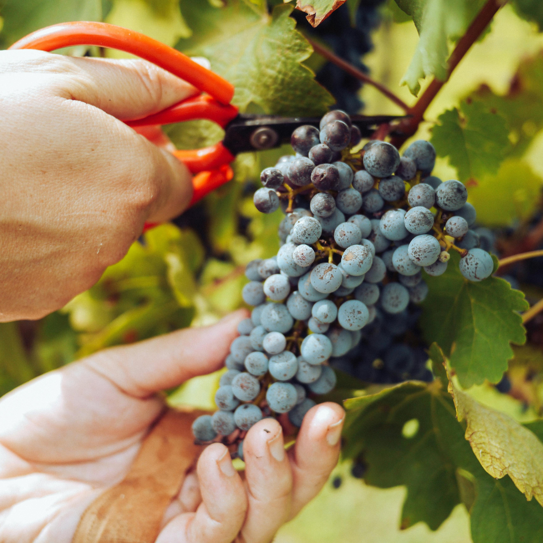 Wine Making in Spain: A Journey Through Tradition and Innovation